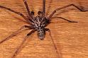 Tegenaria_parietina_P1149_Z_81_Les Gris_Frankrijk